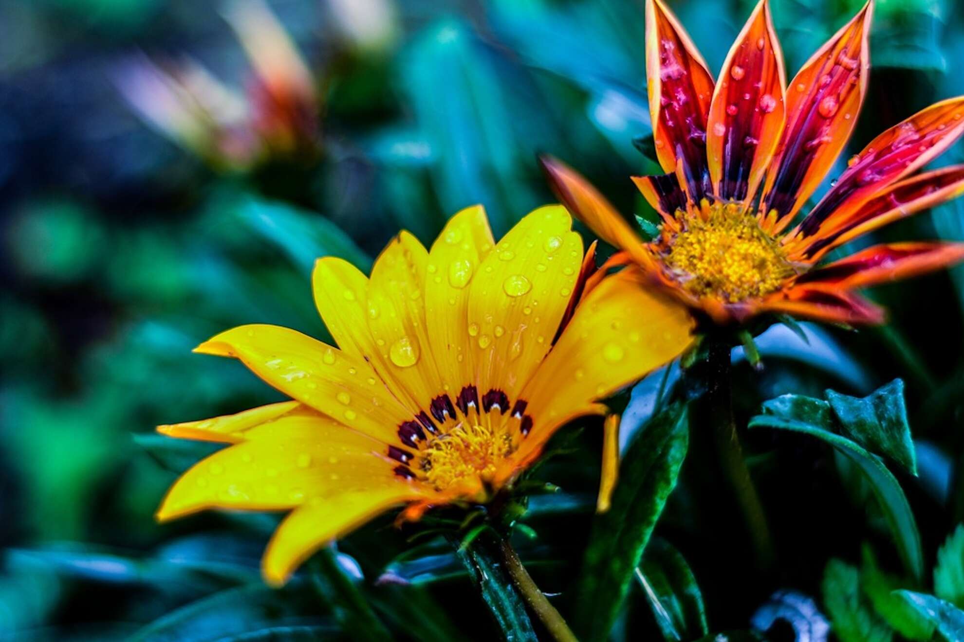gelbe Blume
